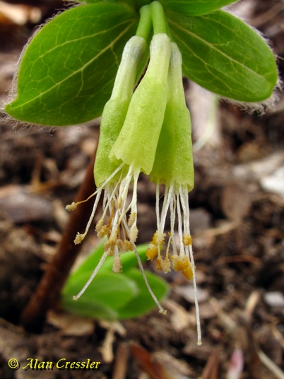 {Dirca palustris}